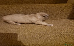 French Bulldog dogs for sale: Franch Bulldog - Image 10