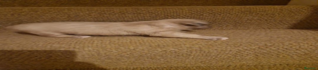 French Bulldog Puppy 4