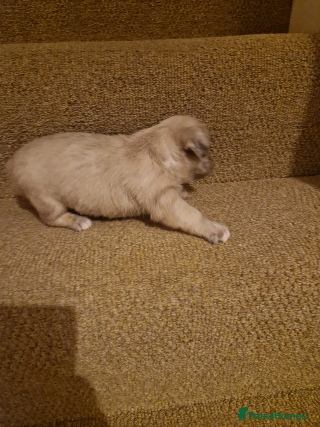 French Bulldog dogs for sale: Franch Bulldog - Image 10