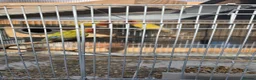 Conures birds for sale: Conures Proven Breeding  - Advert 3