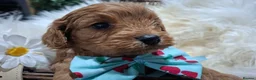 Cavapoo dogs for sale: Health tested toy Cavapoos  - Advert 10