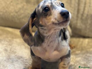 Miniature Dachshund dogs KC Mini Dachshunds Blue/Isabella & Cream dapple - Advert 10