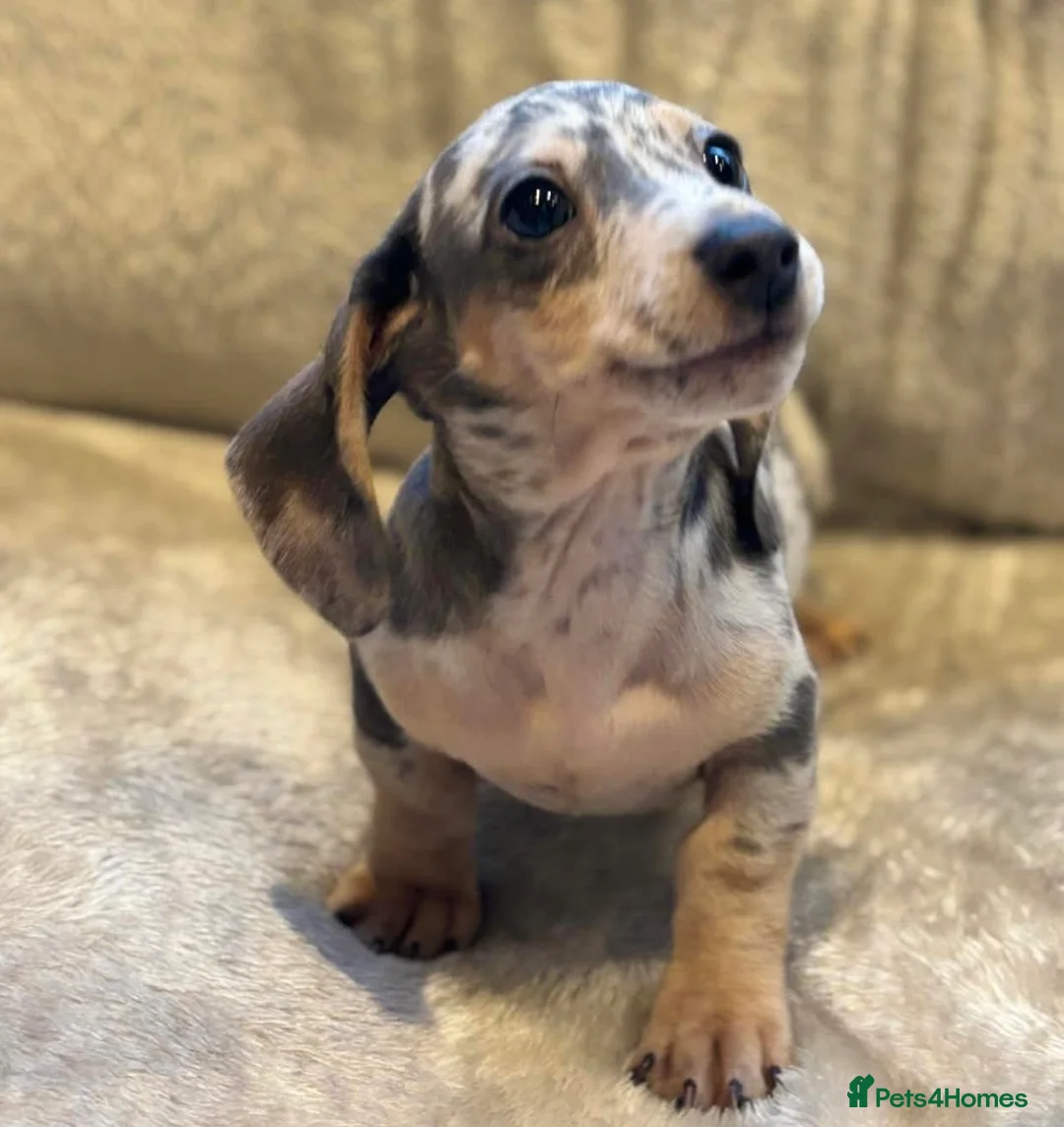Miniature Dachshund dogs for sale: KC Mini Dachshunds Blue/Isabella & Cream dapple - Advert 1