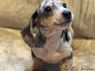 Miniature Dachshund dogs KC Mini Dachshunds Blue/Isabella & Cream dapple - Advert 14