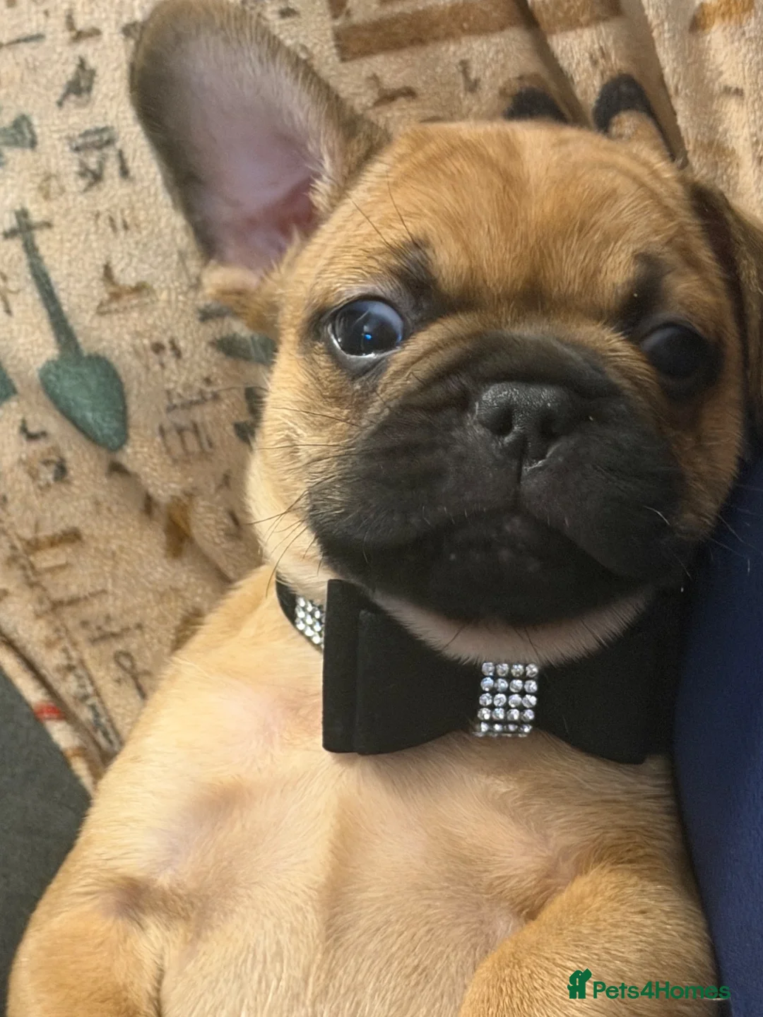 French Bulldog dogs for sale: 1 super French bulldog  - Advert 13