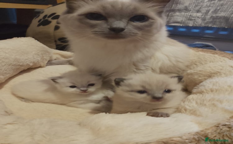 Ragdoll cats - Advert 12