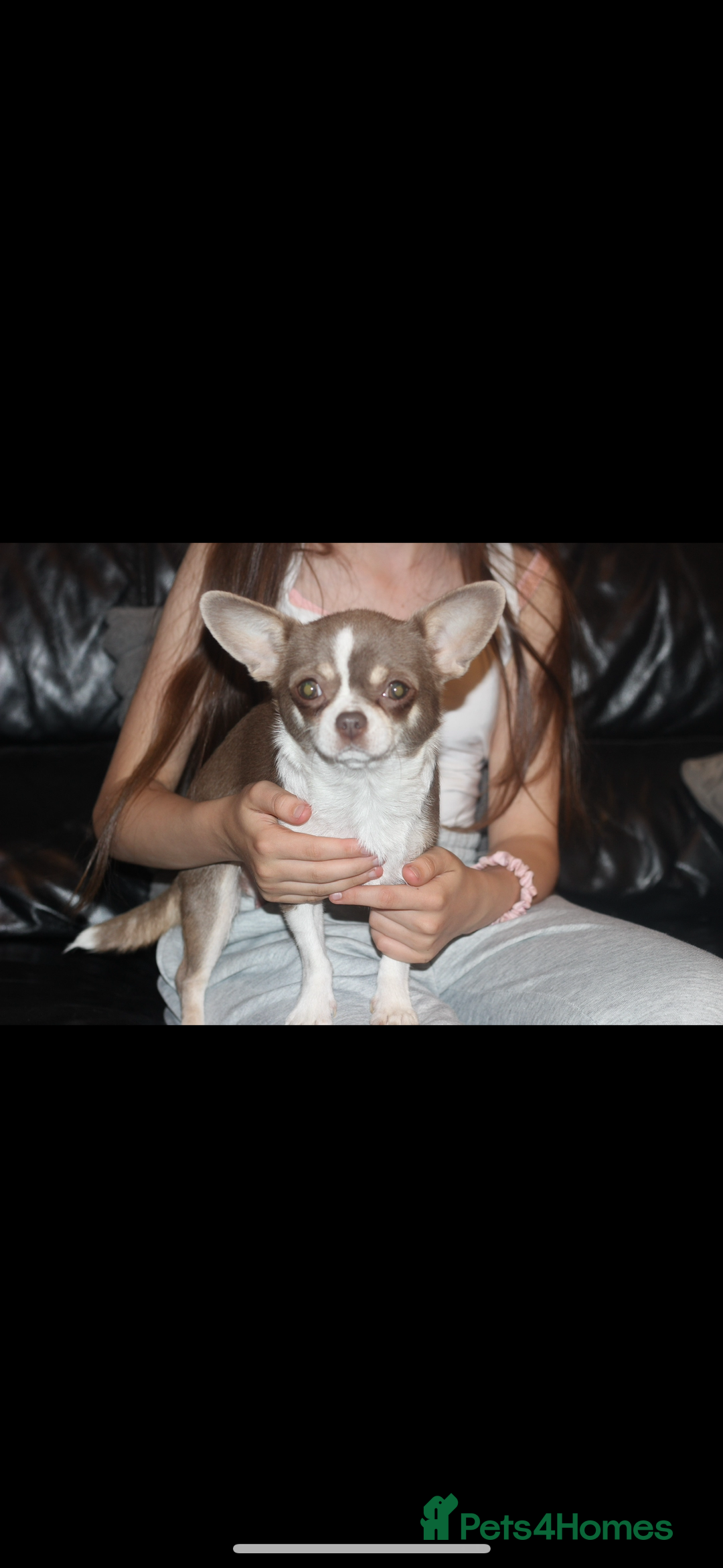 Chihuahua dogs for sale: KC ⭐ stunning Chihuahuas smooth lilac Tri  🐕  - Image 8