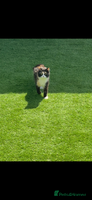 Mixed Breed cats - Advert 1