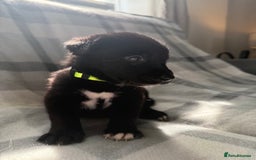Mixed Breed dogs for sale: 10 RARE hybrid huskypoo’s!!! - Image 2