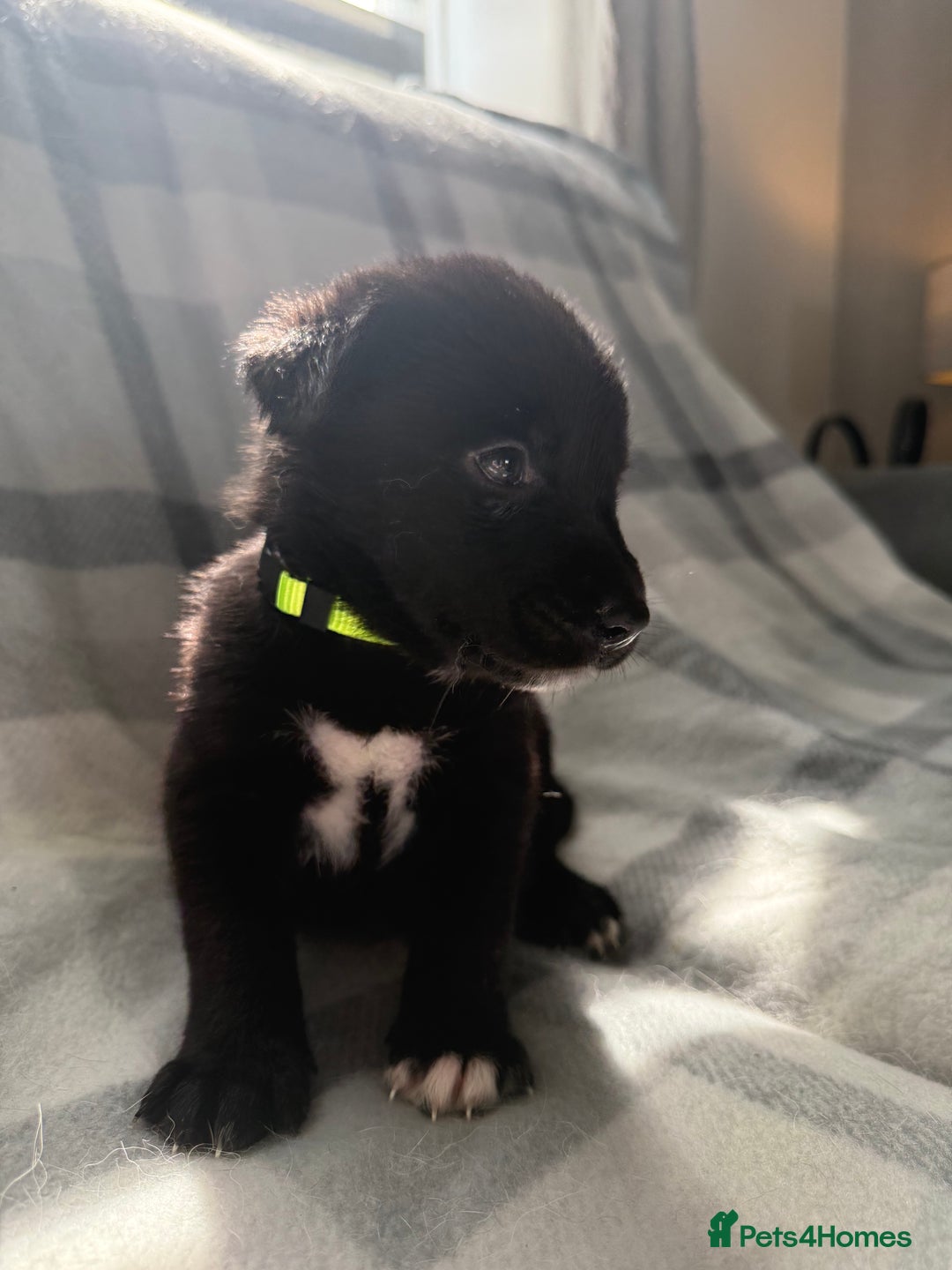 Mixed Breed dogs for sale: 10 RARE hybrid huskypoo’s!!! - Image 2