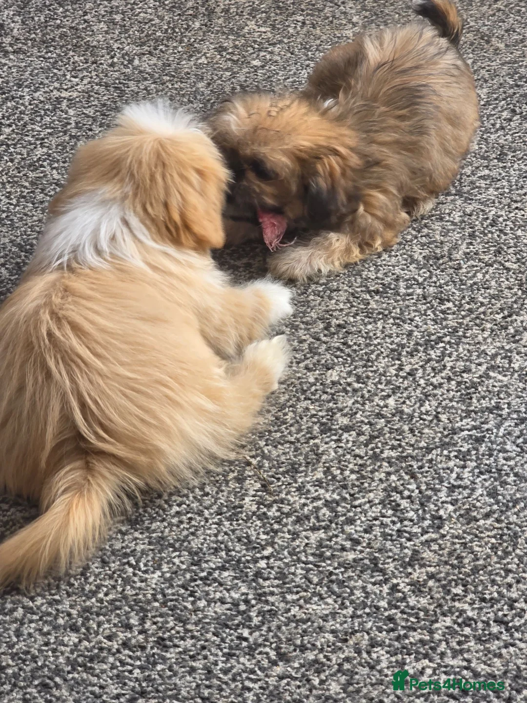 Shih Tzu dogs for sale: Stunning Tiny KC Reg Imperial Shih Tzu Boy - Advert 9