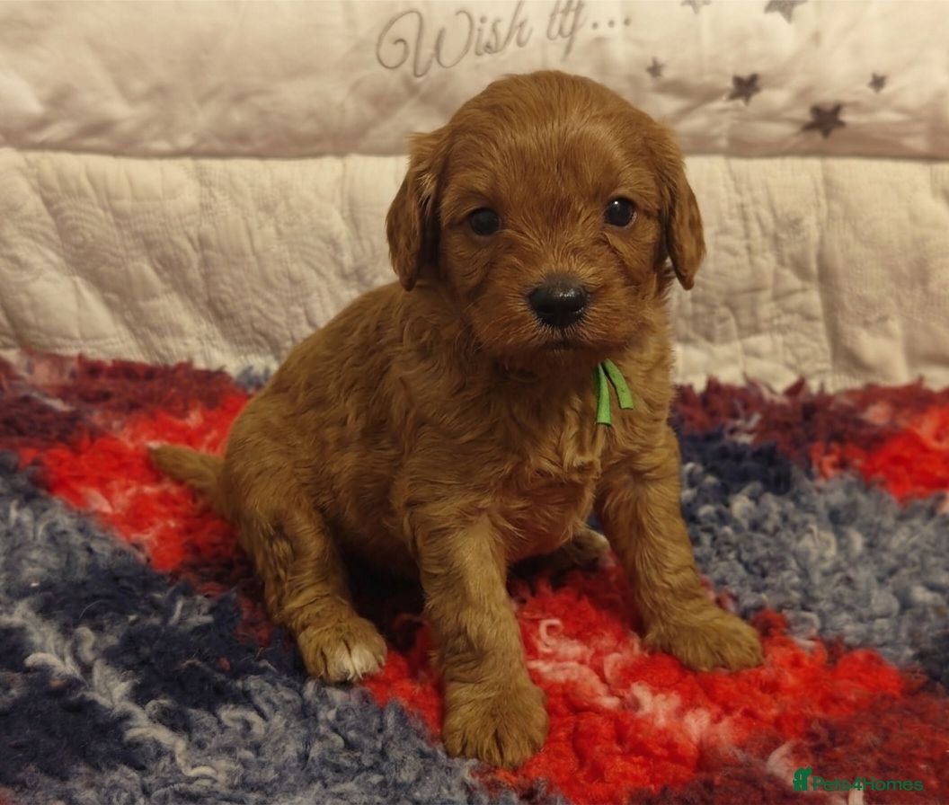 Cavapoo dogs Gorgeous Cavapoo Boy & Girl Available  - Advert 2