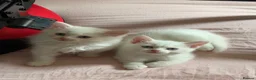 Mixed Breed cats for sale: Gorgeous kittens  - Advert 10