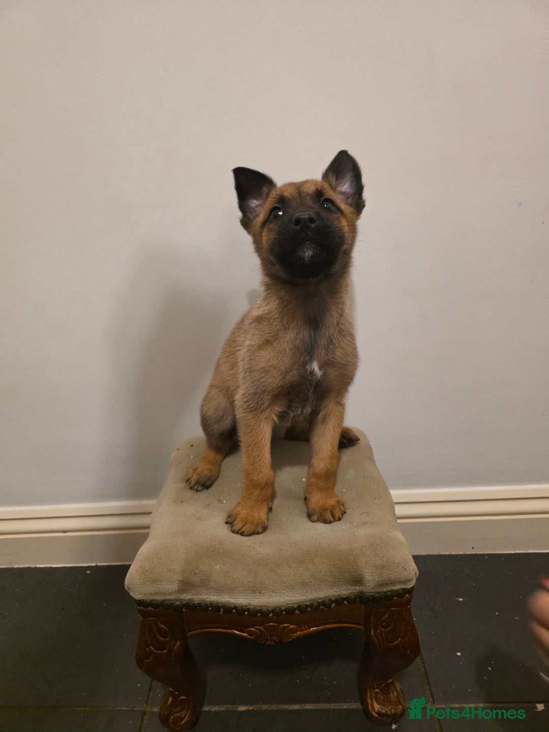 Belgian Shepherd Dog dogs for sale: Dutch Herder Puppies - Advert 5