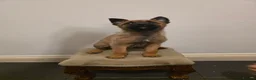 Belgian Shepherd Dog dogs for sale: Dutch Herder Puppies - Advert 5
