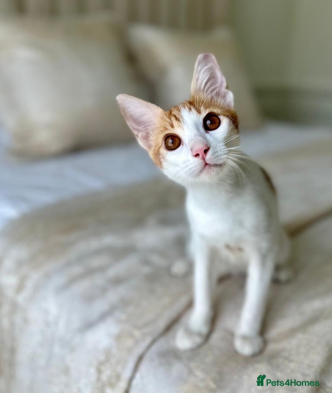 Arabian Mau cats for adoption: Male Kitten for Indoors Only Adoption - Image 4