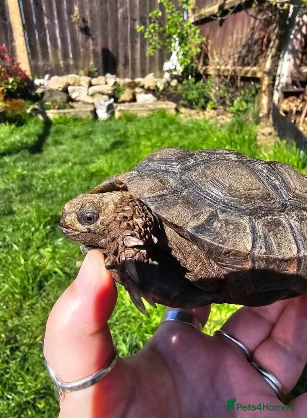 Tortoise reptiles for sale: Burmese mountain tortoises - Advert 3