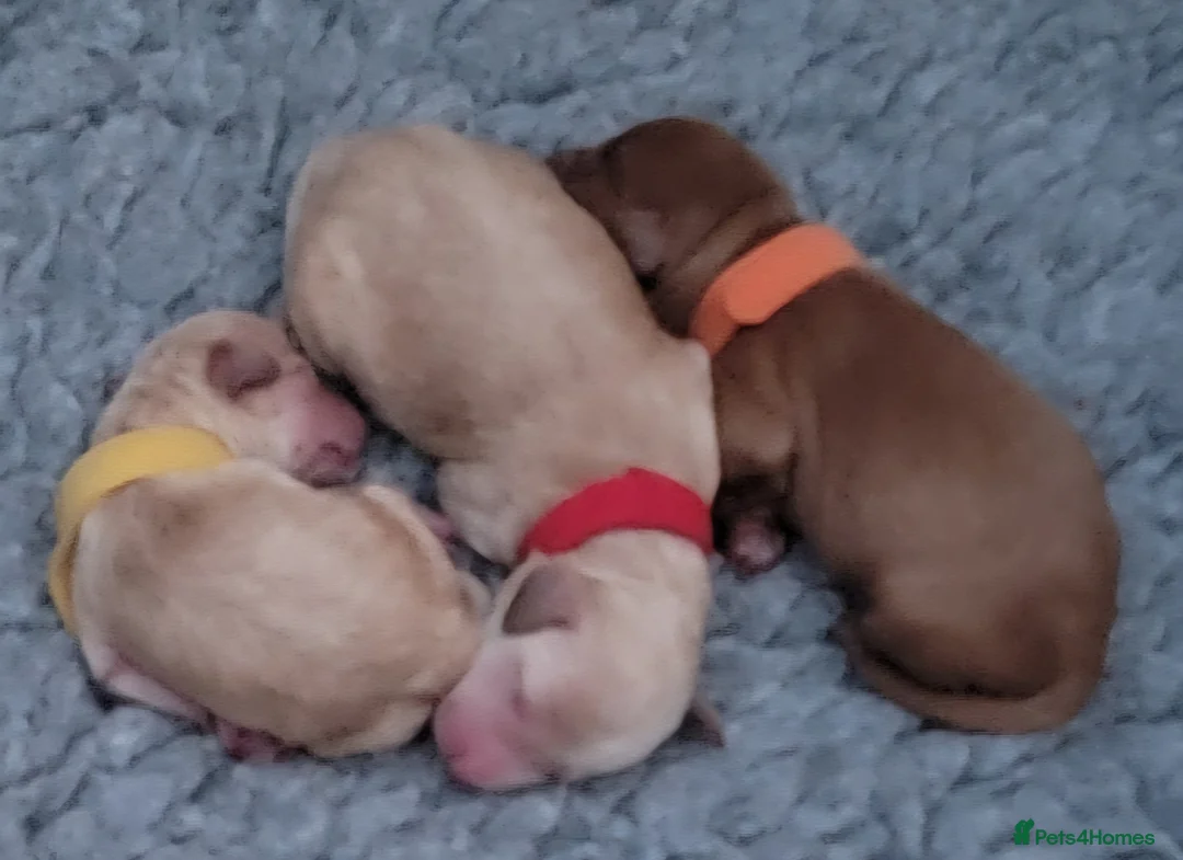 Maltipoo dogs for sale: F1b Maltipoo  - Advert 10