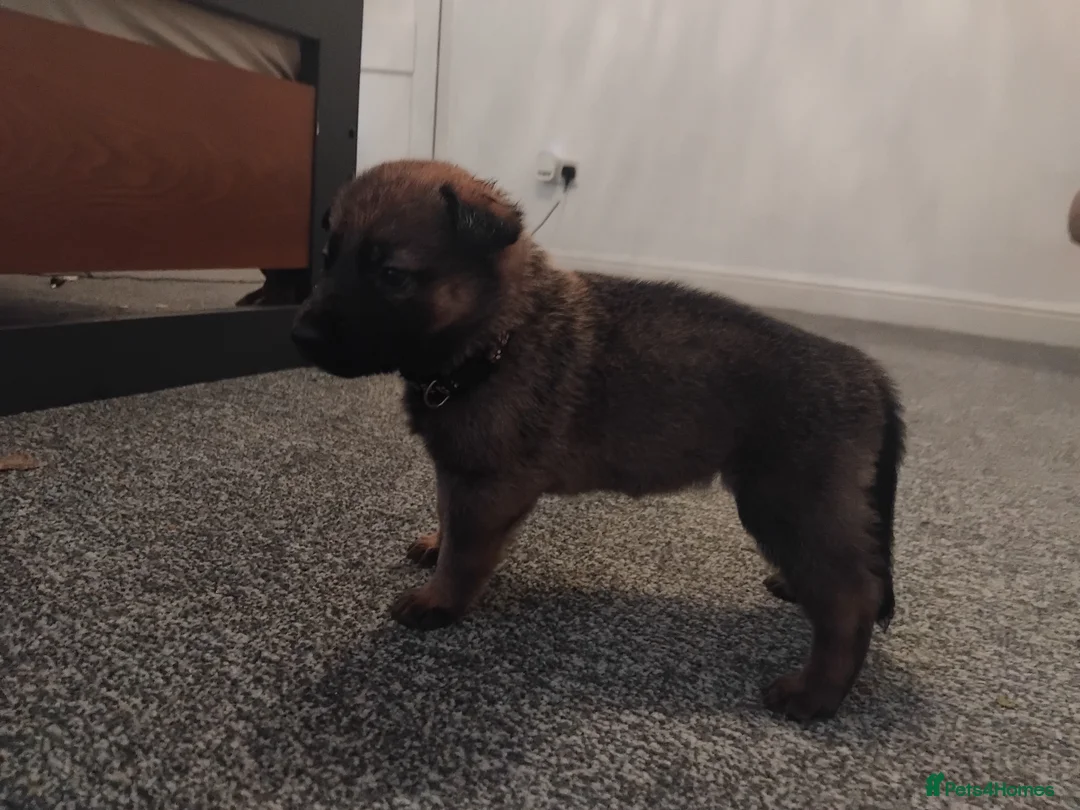 German Shepherd dogs for sale: German shepherd Puppies - Advert 27