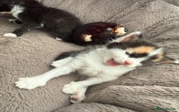 Mixed Breed cats for sale: Half Sphynx  - Image 14