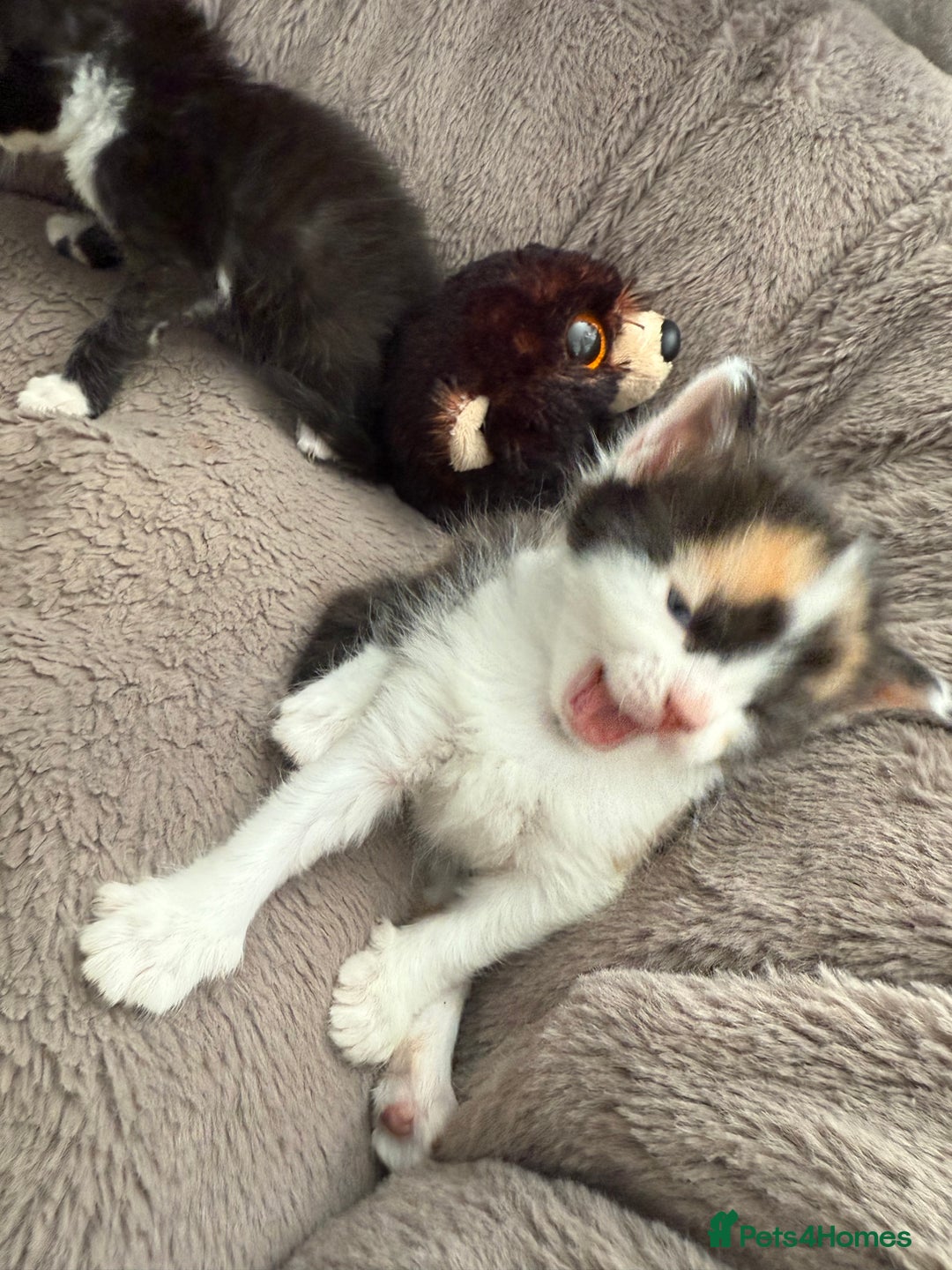 Mixed Breed cats for sale: Half Sphynx  - Image 14