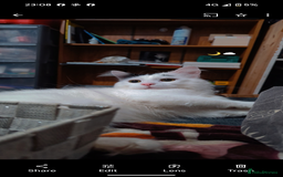British Longhair cats for sale: Neutered male cat - Image 1