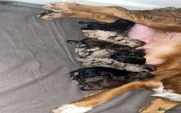 Cockapoo dogs for sale: 8 beautiful F1 cockerpoos. 6 weeks old - Advert 2