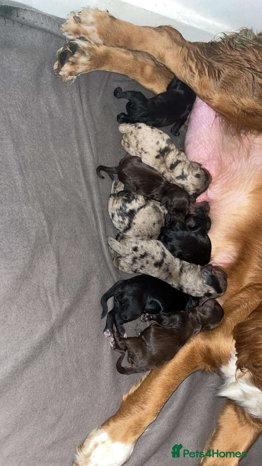 Cockapoo dogs for sale: 8 beautiful F1 cockerpoos. 6 weeks old - Advert 2