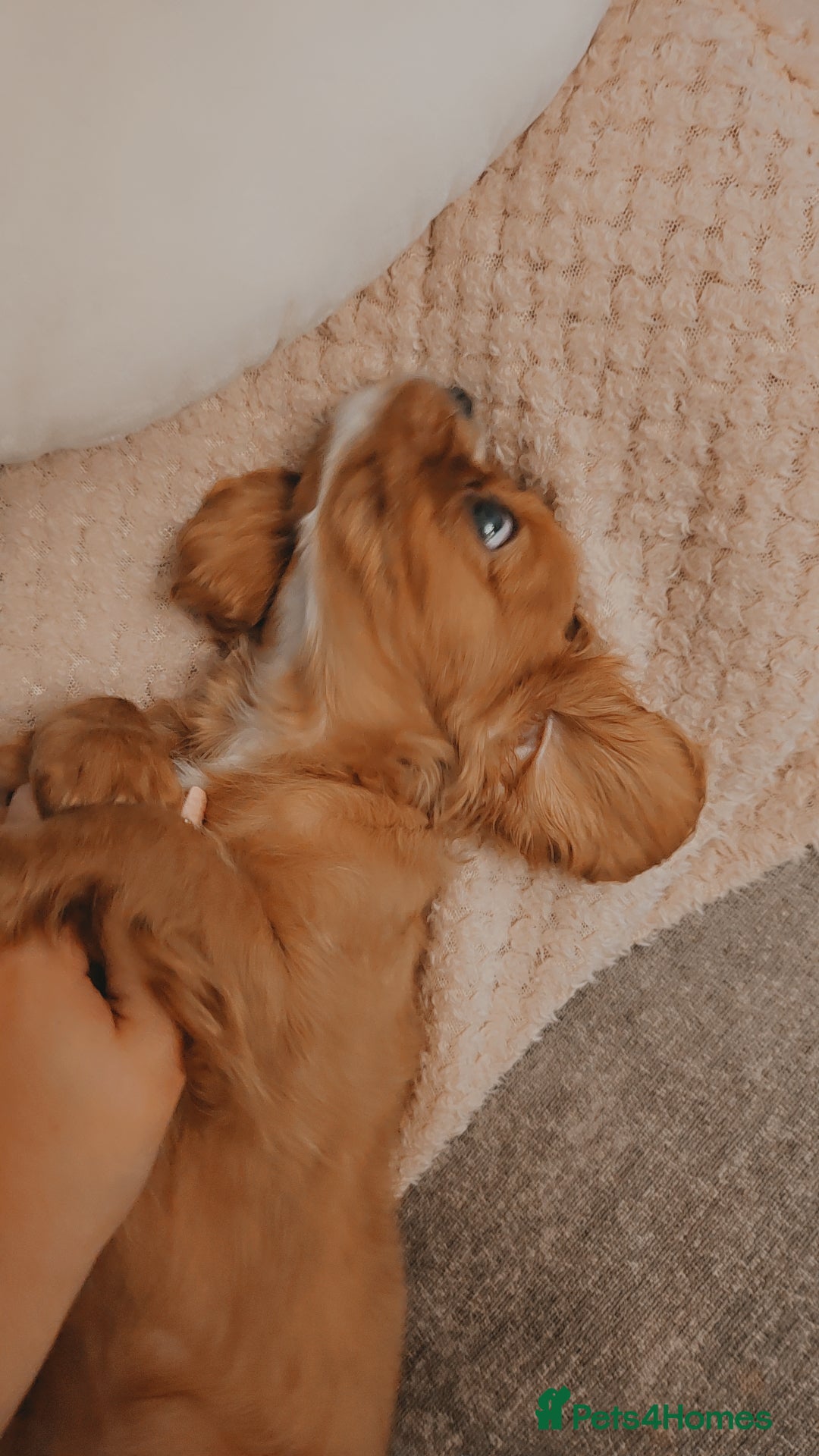 Cavalier King Charles Spaniel dogs Cavalier king charles puppys READY NOW pedigree KC - Advert 16