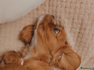Cavalier King Charles Spaniel dogs Cavalier king charles puppys READY NOW pedigree KC - Advert 4