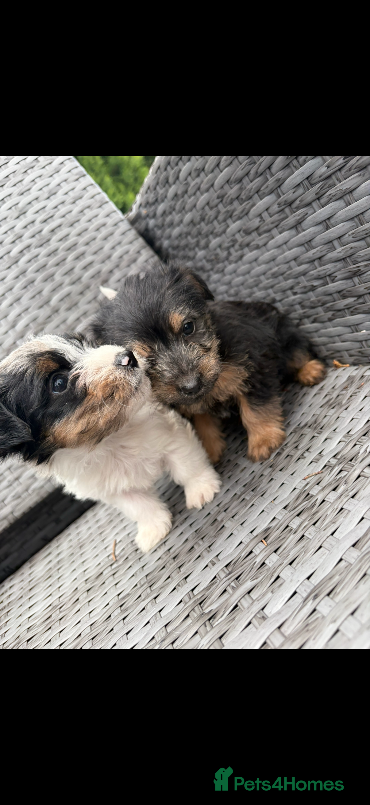 Mixed Breed dogs Yorkshire terrier x jackrussel  - Advert 13