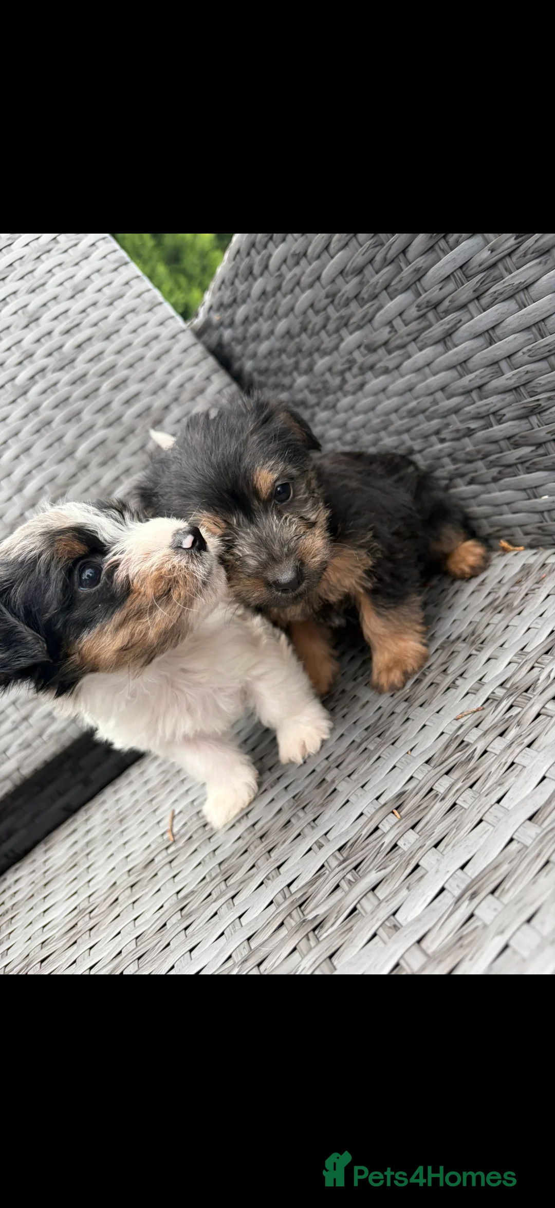 Mixed Breed dogs for sale: Yorkshire terrier x jackrussel  in Skelmersdale - Advert 1