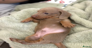 Miniature Dachshund dogs - Advert 5