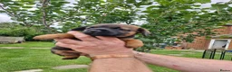 Border Terrier dogs for sale: Handsome border terriers  - Advert 3