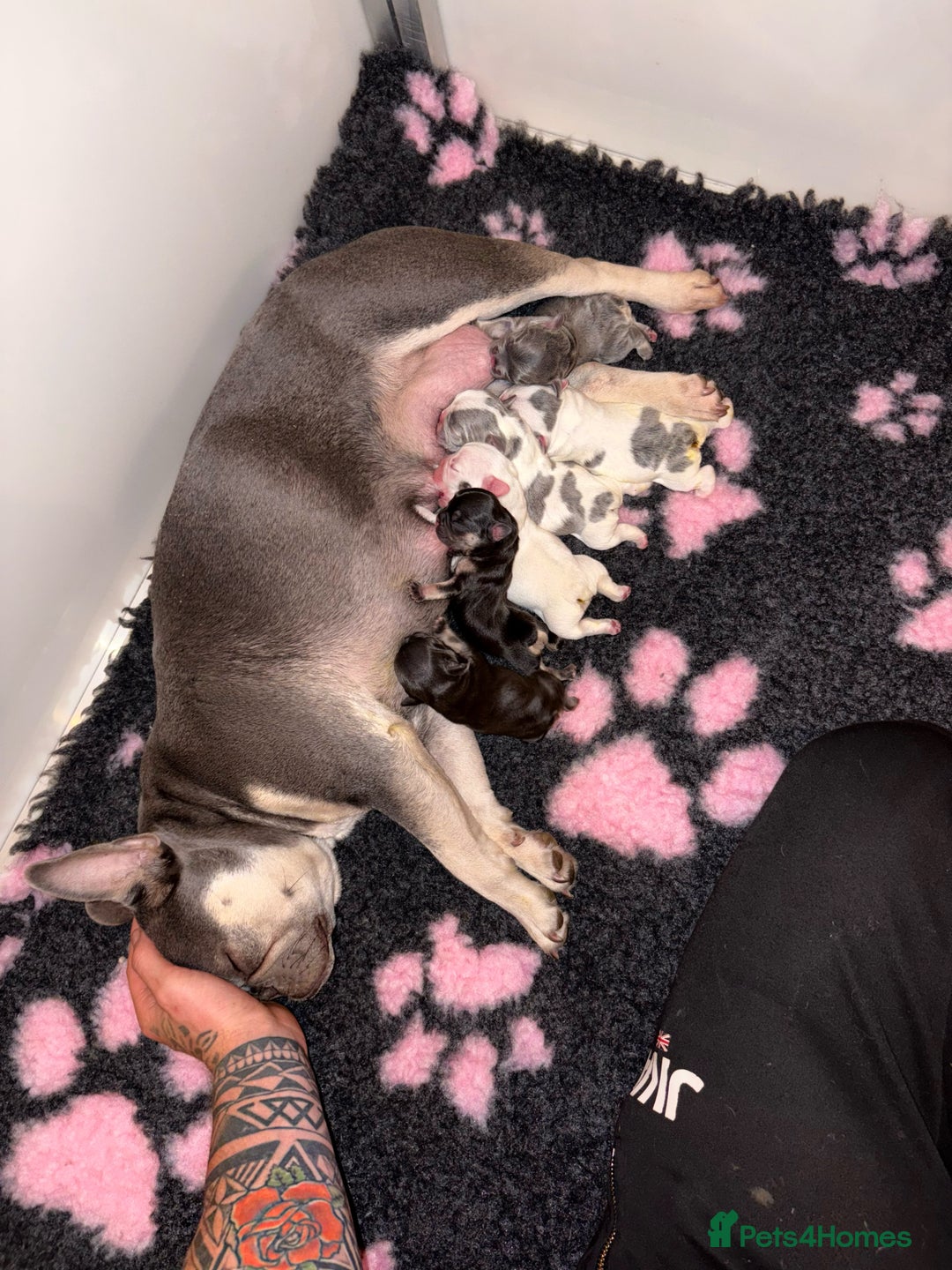 French Bulldog dogs for sale: Frenchie Pups - Image 1