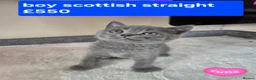 Scottish Fold cats for sale: Scottish Fold kittens for sale - Advert 9