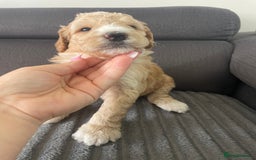Australian Labradoodle dogs for sale: Australian Labradoodle Puppies – Ready Now🐶 - Image 8