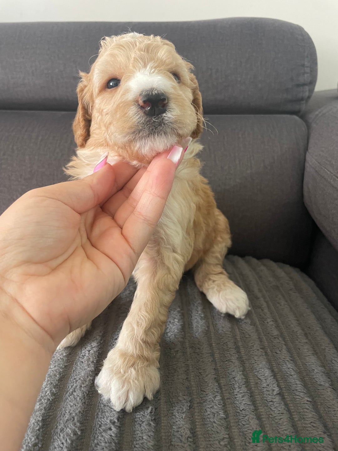 Australian Labradoodle dogs for sale: Australian Labradoodle Puppies – Ready Now🐶 - Image 8