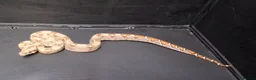 Boa Snake reptiles for sale: Baby Female Boa constrictors  - Advert 7