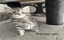 Maine Coon cats for sale: Stunning poly/non poly Maine coin kittens - Image 4