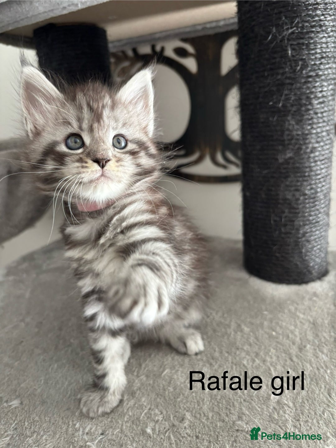 Maine Coon cats for sale: Stunning poly/non poly Maine coin kittens - Image 4