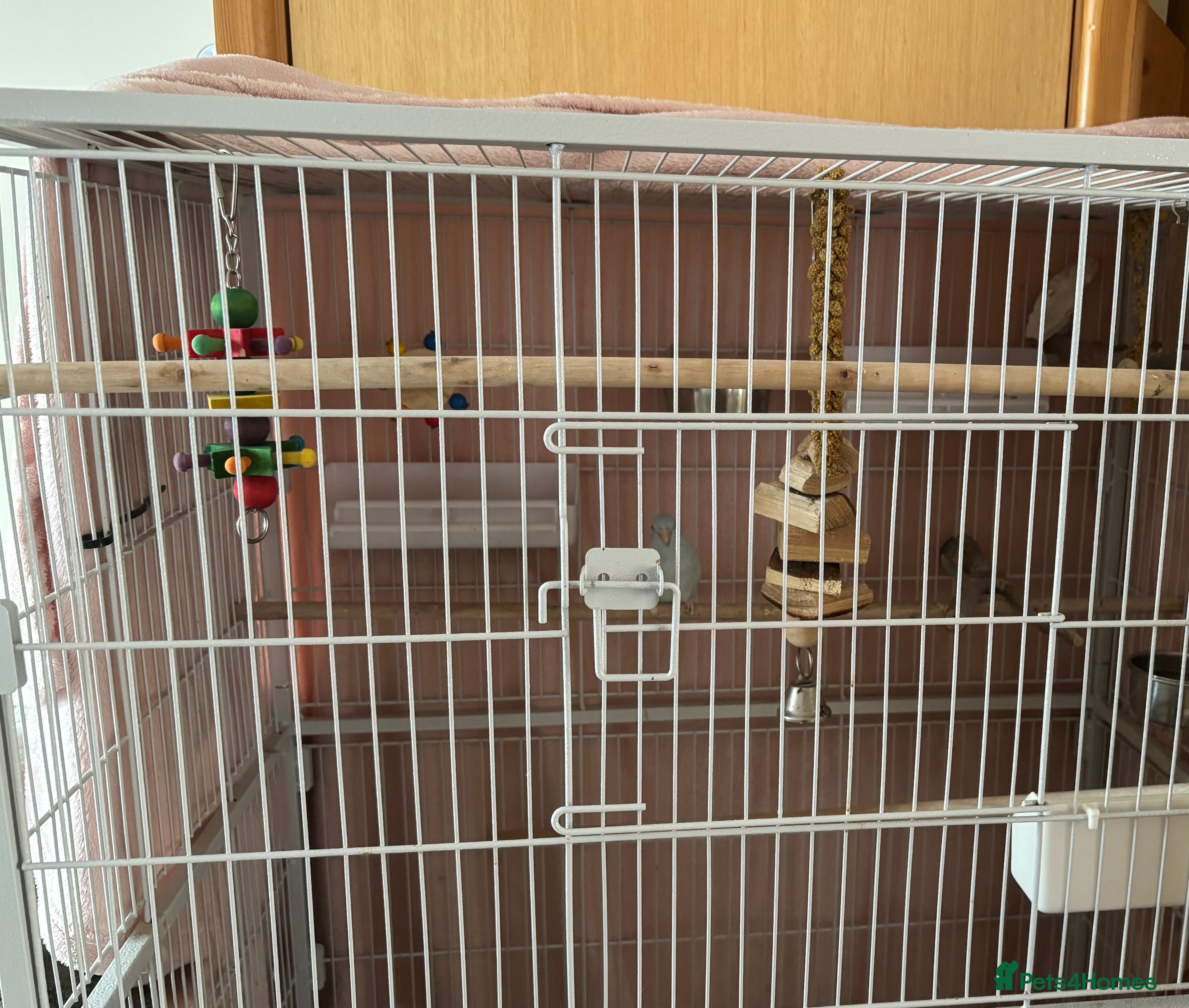 Parrots birds Parrotlet with large cage - Advert 1