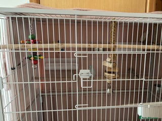 Parrots birds Parrotlet with large cage - Advert 1