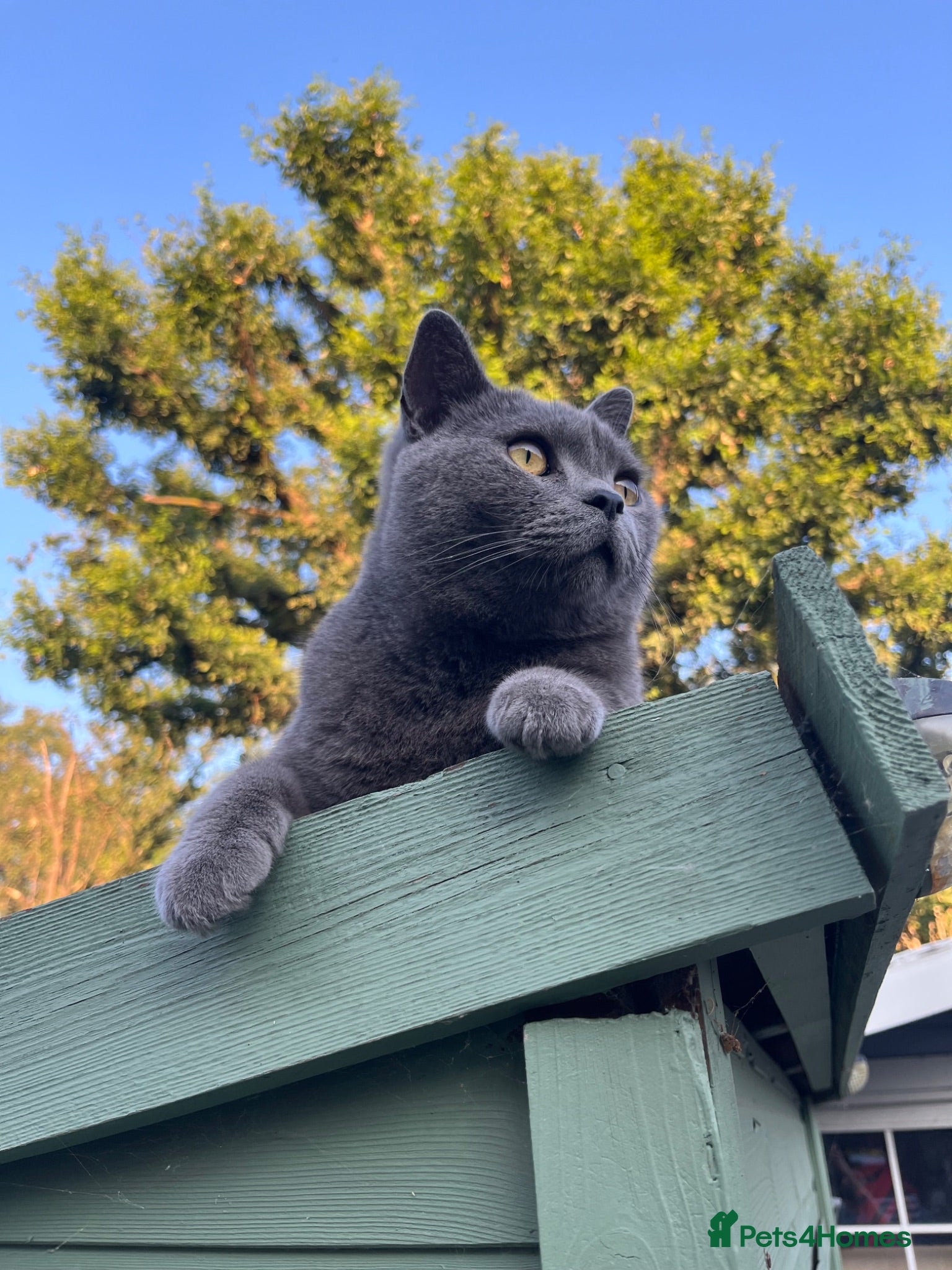 British Shorthair cats Smokey - Advert 7