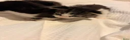 Mixed Breed cats for sale: Ragdoll cross tabby kittens ready in 3 weeks  - Advert 5