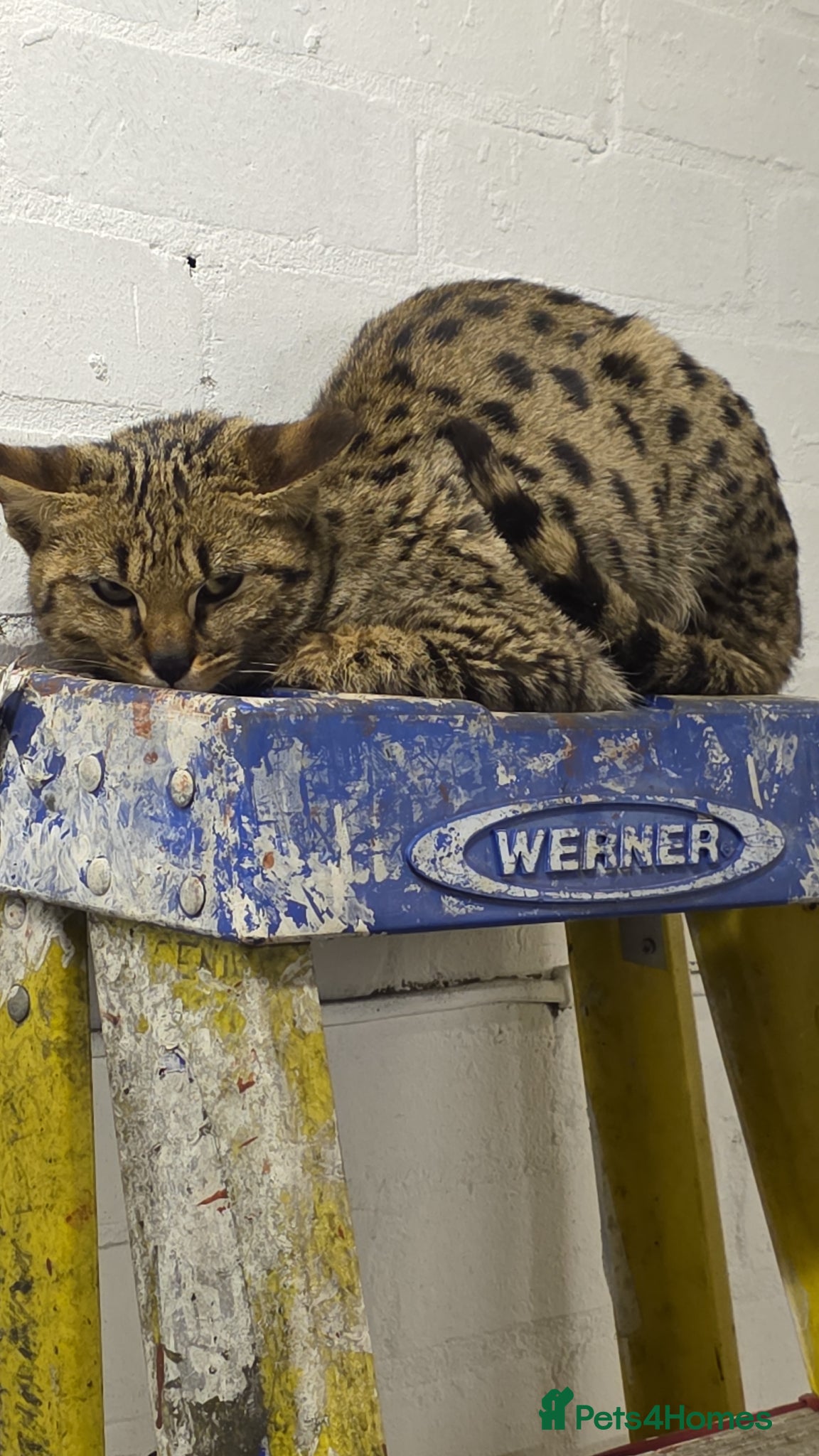 Savannah cats F2 SAVANNAH  - Advert 4