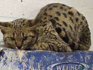 Savannah cats F2 SAVANNAH - Advert 4