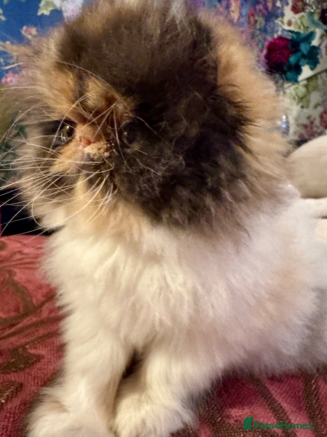 Persian cats for sale: Beautiful Calico pedigree Persian female kitten  - Image 5