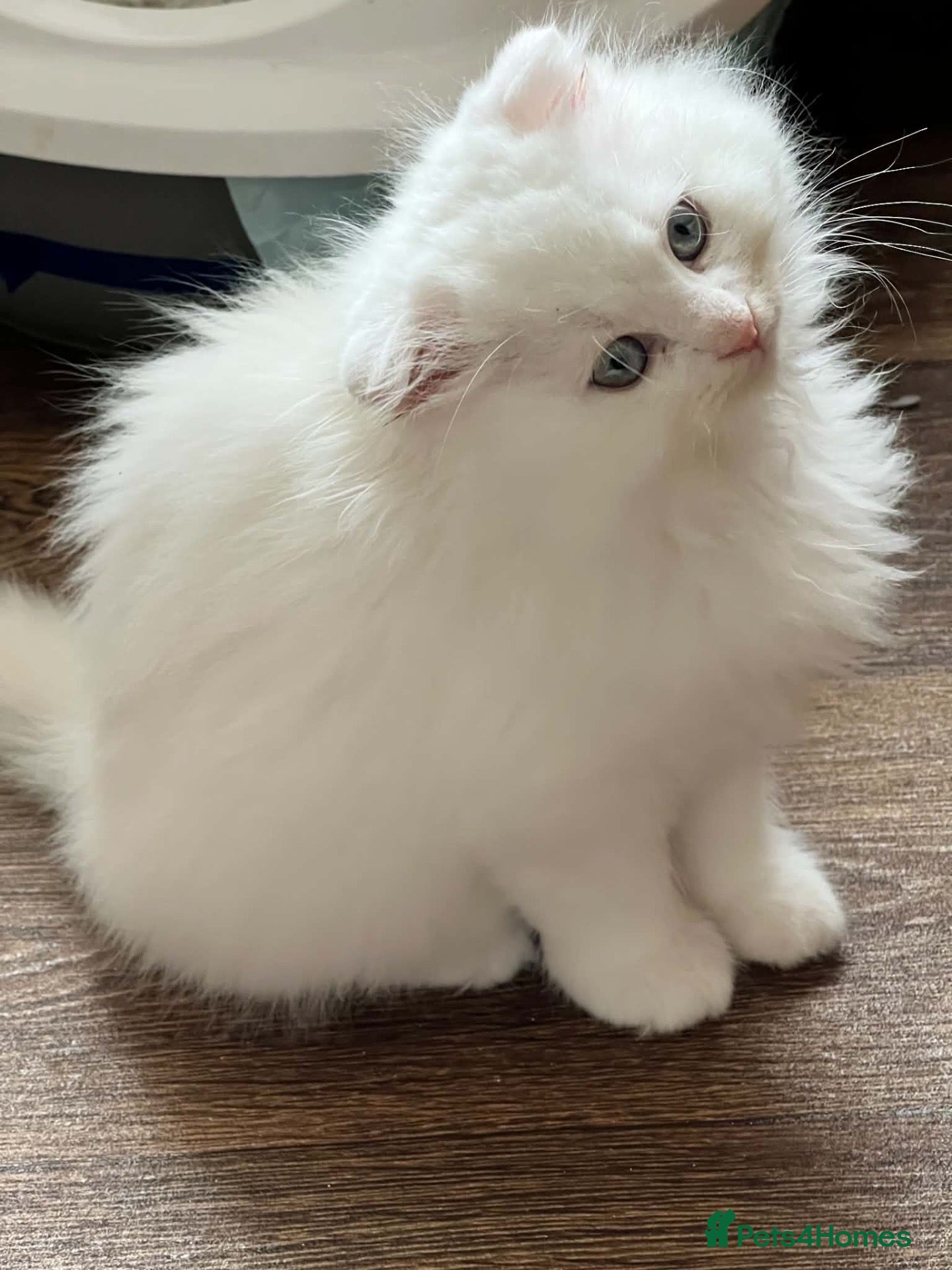 Scottish Fold cats for sale: Gorgeous Scottish Fold & Straight Kittens  - Advert 2