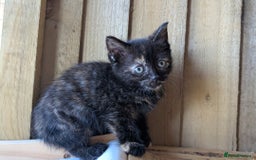 Maine Coon cats for sale: 6 Maine Coon X Polydactyl Kittens - Image 12